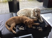 Us Bandit Mit Partnerin Sunny